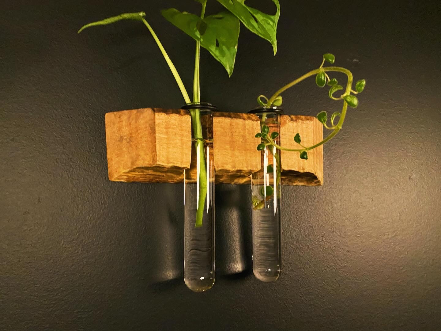 Single Flame Maple Propagation Station