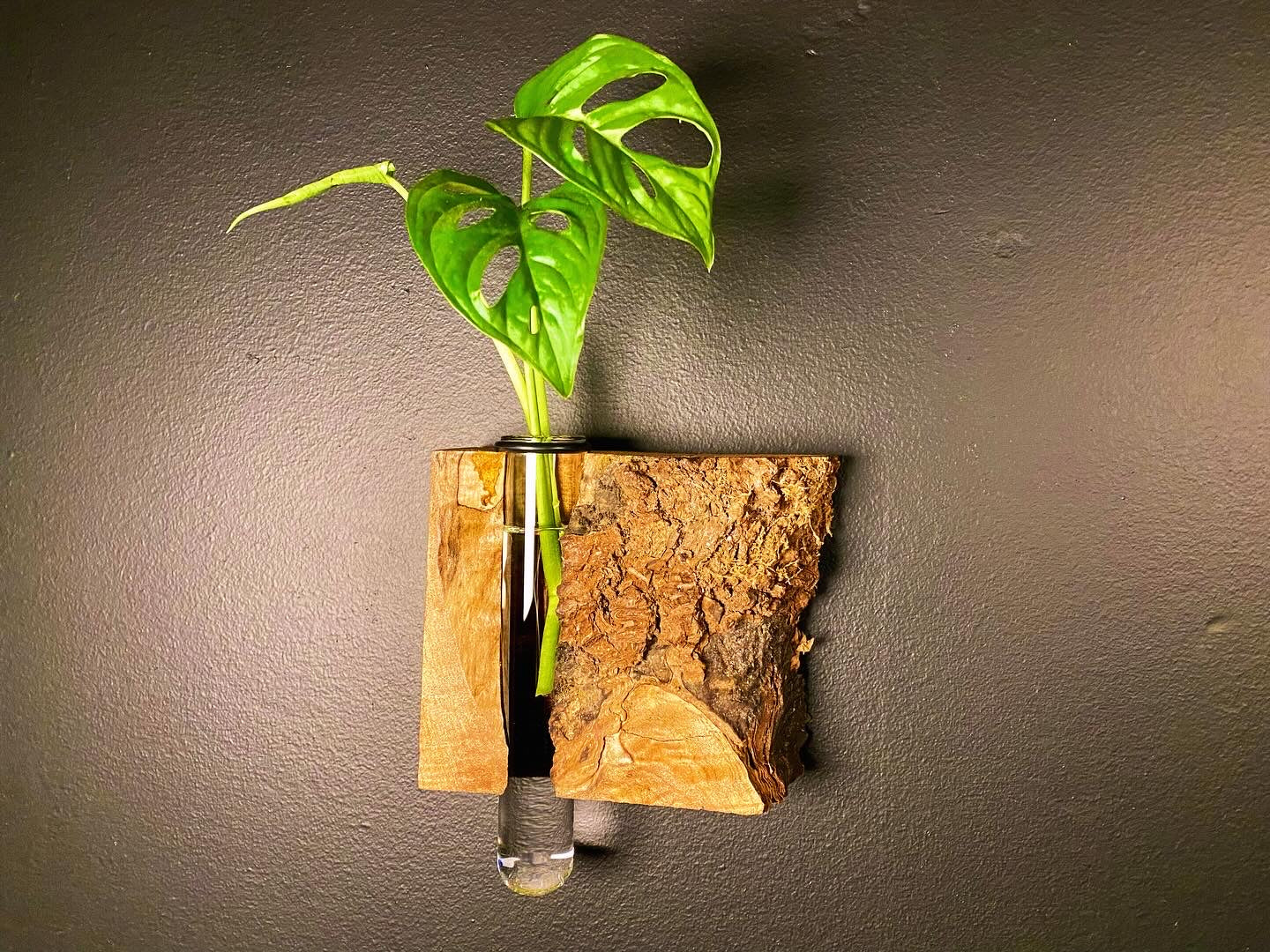 Single Walnut Burl Propagation Station