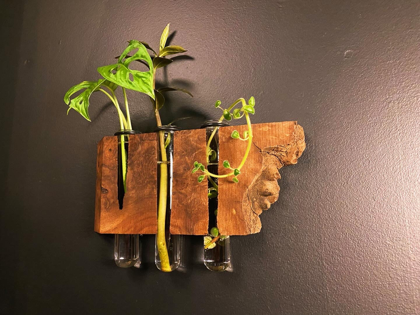 Triple Walnut Burl Propogation Station